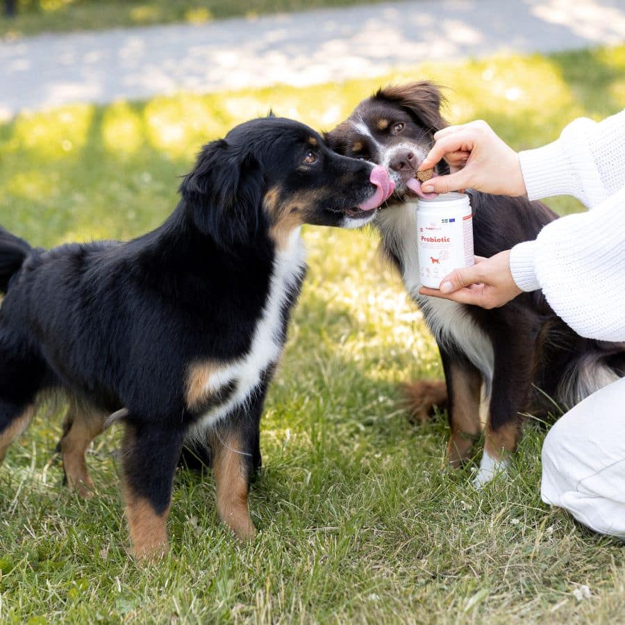 Probiotics for Dogs