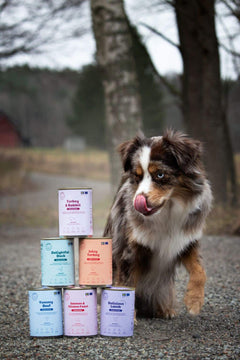 Buddy våtfoder